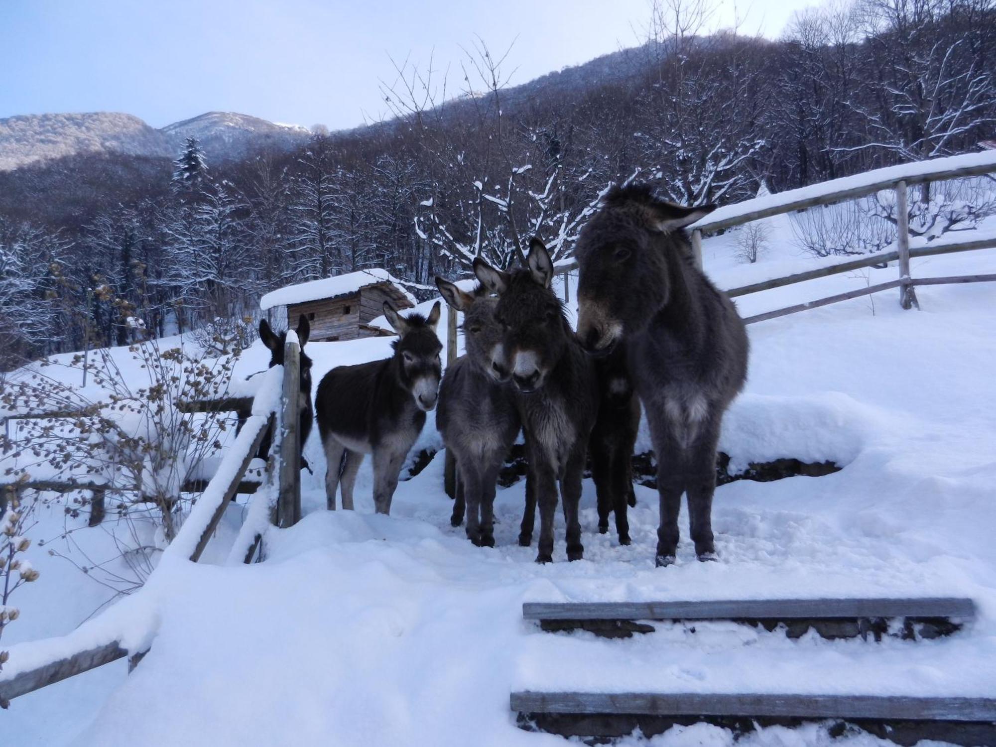 Hotel La Campagnola - Green Energy Resort Hotel 3*